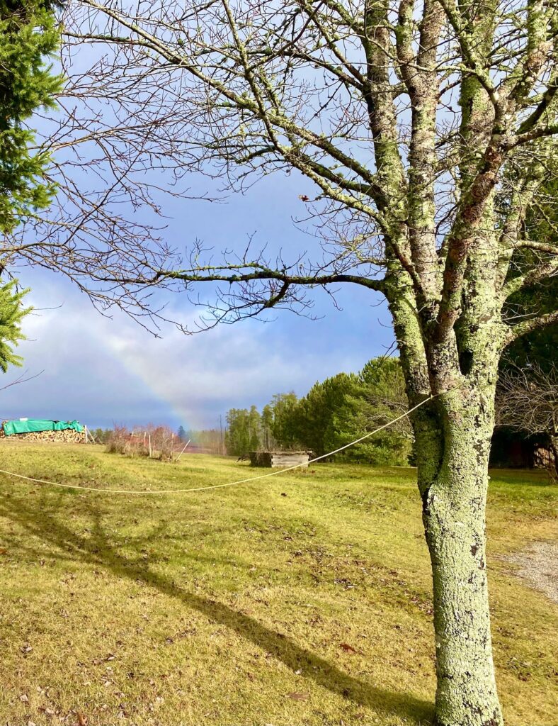 Mid-afternoon on a stormy day, the clouds part long enough for a rainbow to fall on the forest