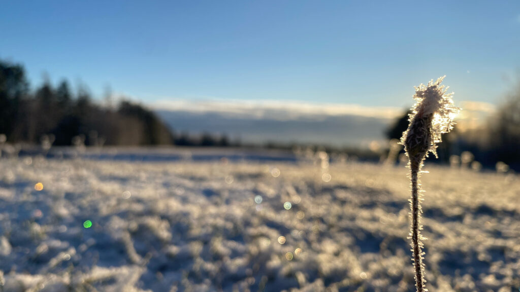 Snowy fields with a dandelion stalk still standing tall.