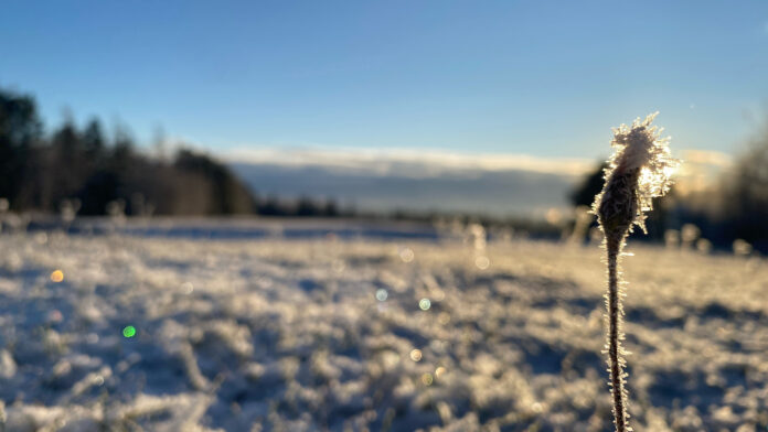Snowy fields with a dandelion stalk still standing tall.