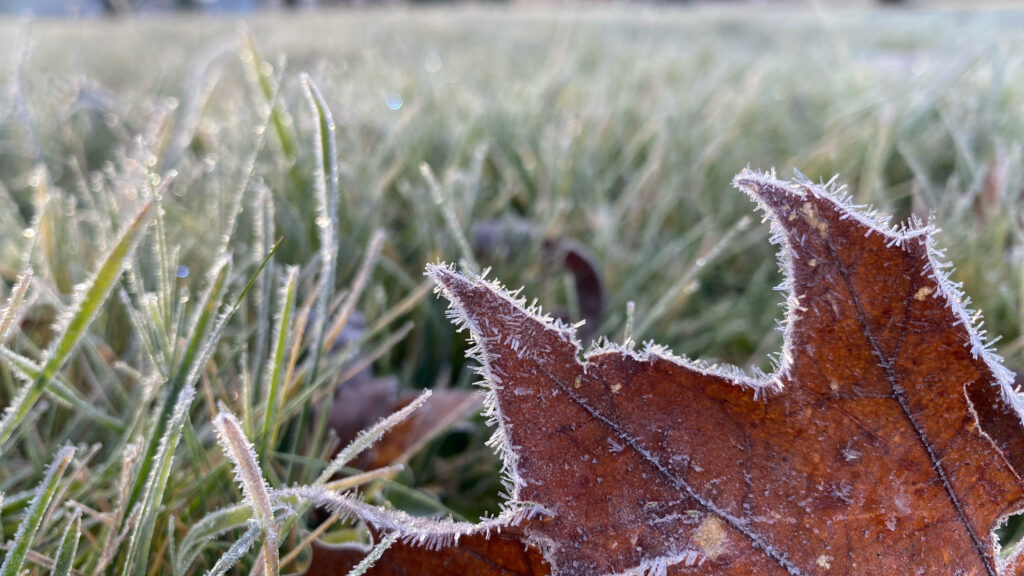 The frosty edges of an oak leaf, on a cold December morning.