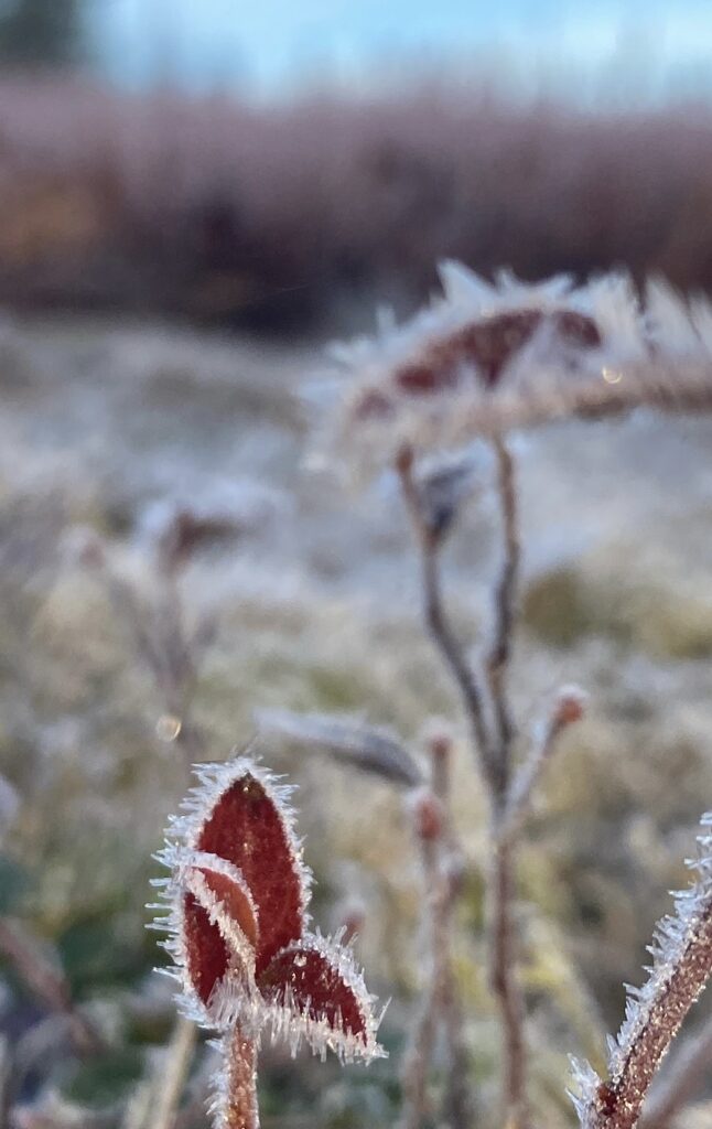 A frosty December morning with red leaves.