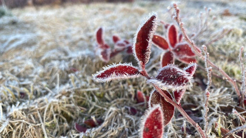 Frozen red petals on a December morning.