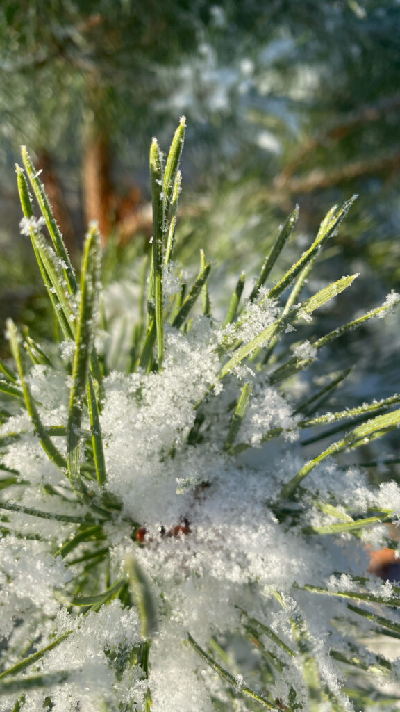 Snow crystals captured amongst the pine needles, in morning sun.