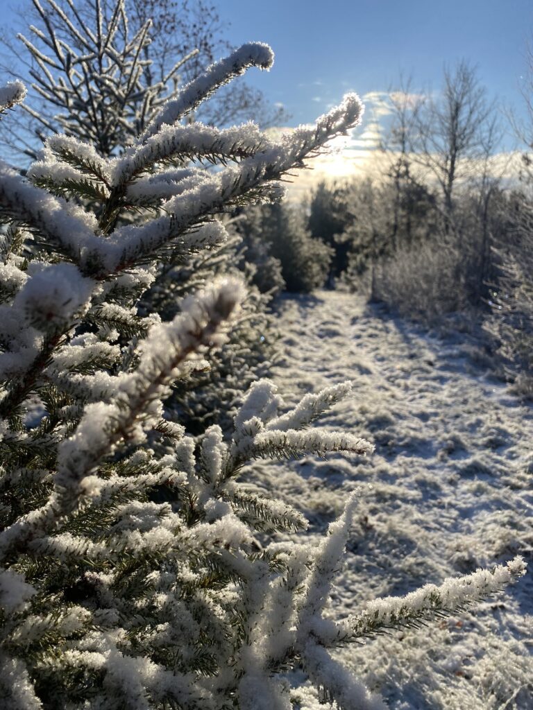 A wintry path among the firs and pines.