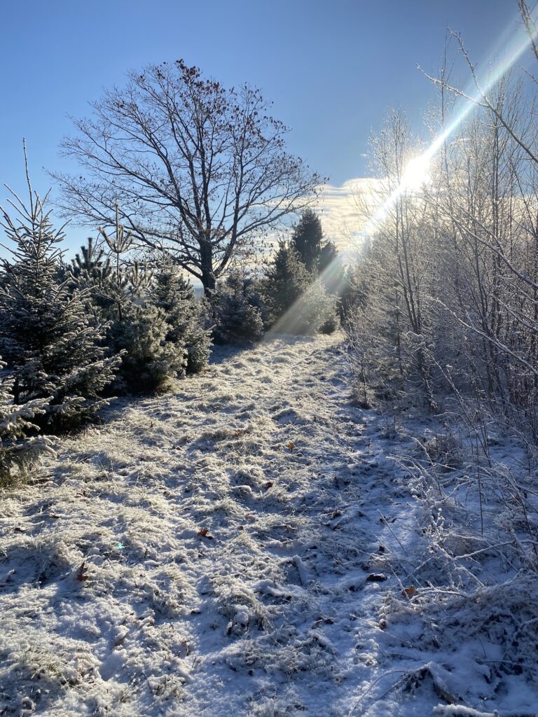 The morning sun illuminates a wintry path among the firs and pines.
