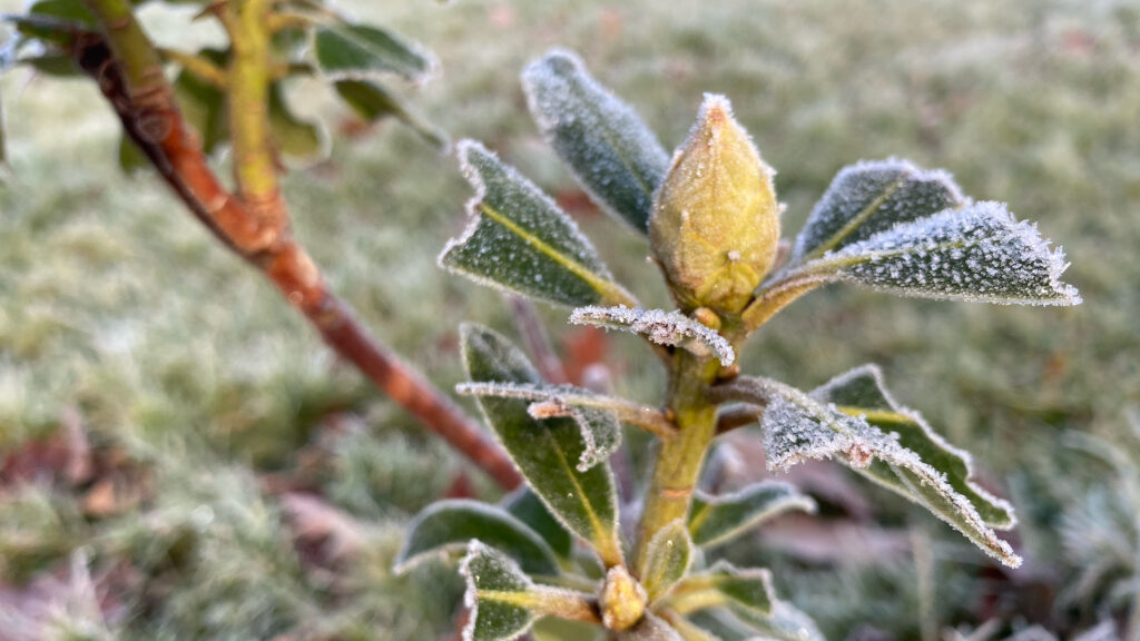 A flower, closed up for winter, frozen in December.